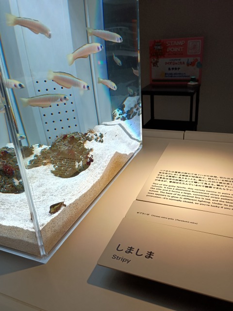 アオアオサッポロ 感想