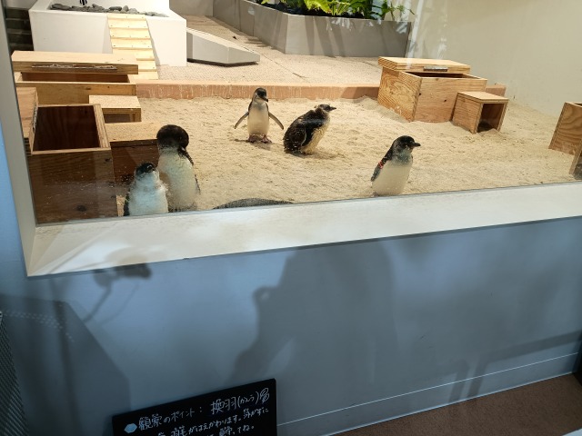 アオアオサッポロ 感想