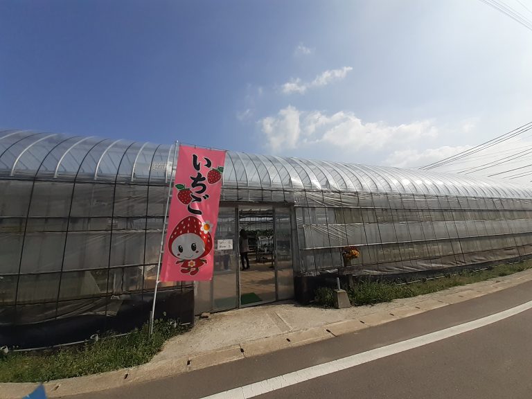 福岡 ストロベリーフィールズ 筑紫野いちご農園にて いちご狩り をしてきました 今ここにいます 福岡 ストロベリーフィールズ 筑紫野いちご農園にて いちご狩り をしてきました 今ここにいます